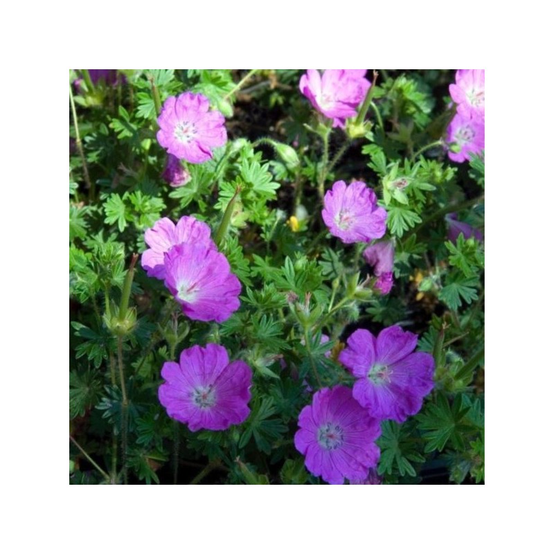Geranium 'Tiny Monster'