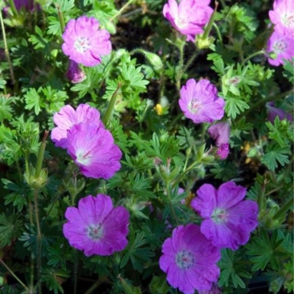 Geranium 'Tiny Monster'