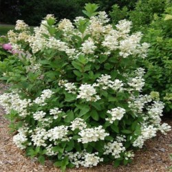 Hydrangea p. EARLY HARRY...