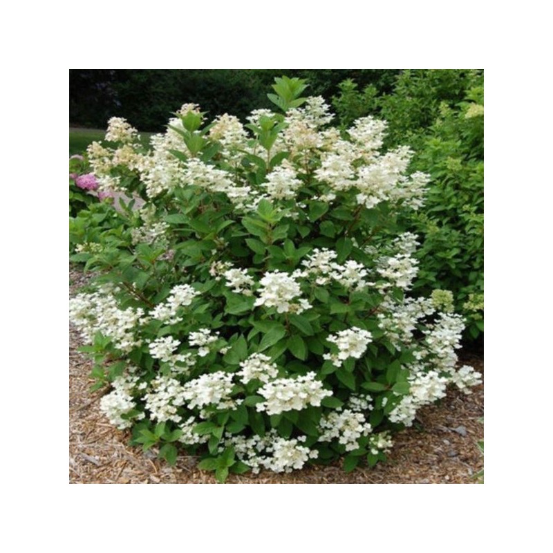 Hydrangea p. EARLY HARRY 'HPOPR018' PBR