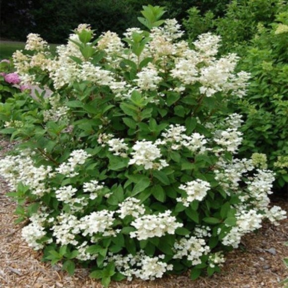 Hydrangea p. EARLY HARRY 'HPOPR018' PBR