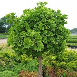 Ginkgo biloba 'Mariken'