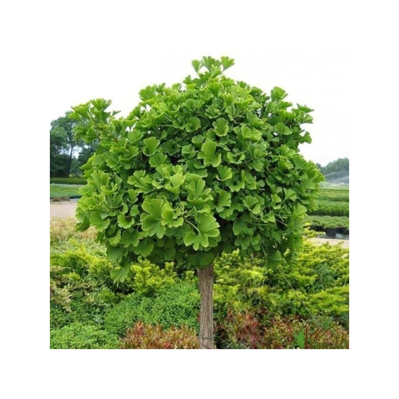 Ginkgo biloba 'Mariken'