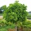 Ginkgo biloba 'Mariken'