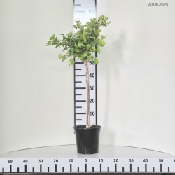 Ginkgo biloba 'Mariken'