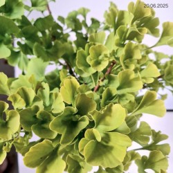 Ginkgo biloba 'Mariken'