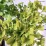 Ginkgo biloba 'Mariken'