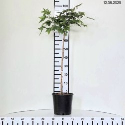 Liquidambar styraciflua...