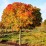 Liquidambar styraciflua 'Gum Ball'