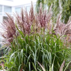 Miscanthus sinensis 'Volcano'