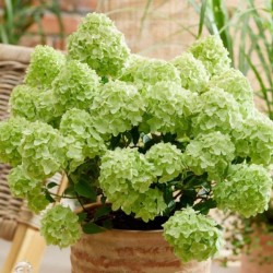 Hydrangea p. PETITE CHERRY...