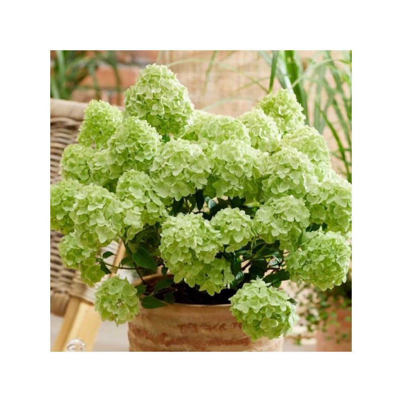 Hydrangea p. PETITE CHERRY 'Couharie'
