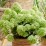 Hydrangea p. PETITE CHERRY 'Couharie'