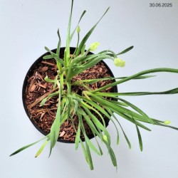 Allium 'Millenium'