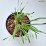 Allium 'Millenium'