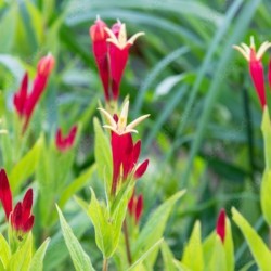 Spigelia marilandica...