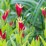 Spigelia marilandica 'Little Redhead'