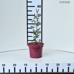 Spigelia marilandica 'Little Redhead'