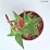 Spigelia marilandica 'Little Redhead'