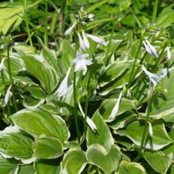 Hosta 'So Sweet'