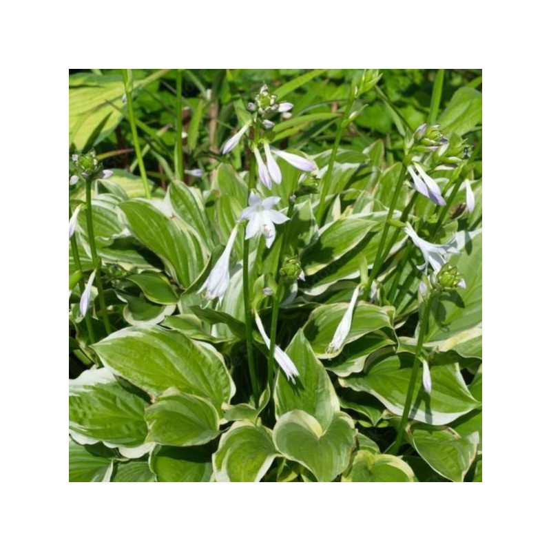 Hosta 'So Sweet'