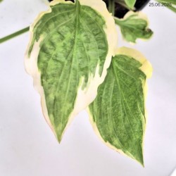 Hosta 'So Sweet'