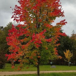 Acer rubrum