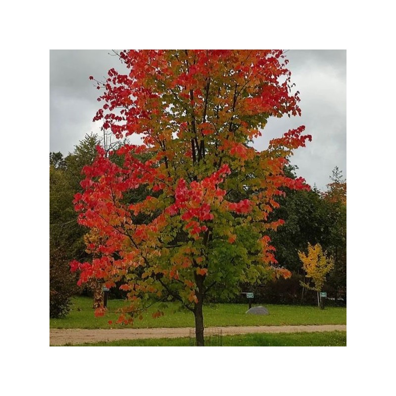 Acer rubrum
