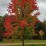 Acer rubrum