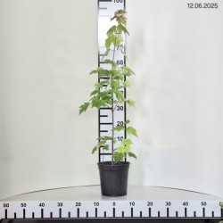 Acer rubrum