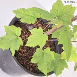 Acer rubrum