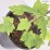 Acer rubrum