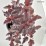 Physocarpus opulifolius 'Purple Horizon' PBR