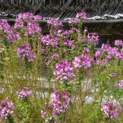 Gaura lindheimeri 'Siskiyou...