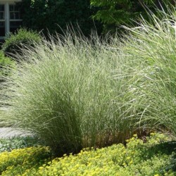Miscanthus sinensis...