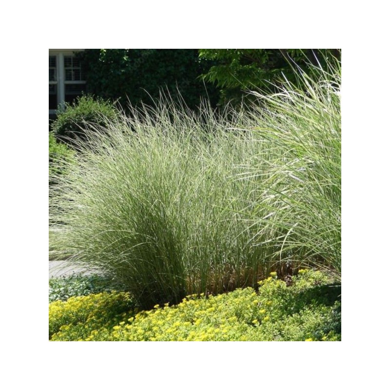 Miscanthus sinensis 'Morning Light'