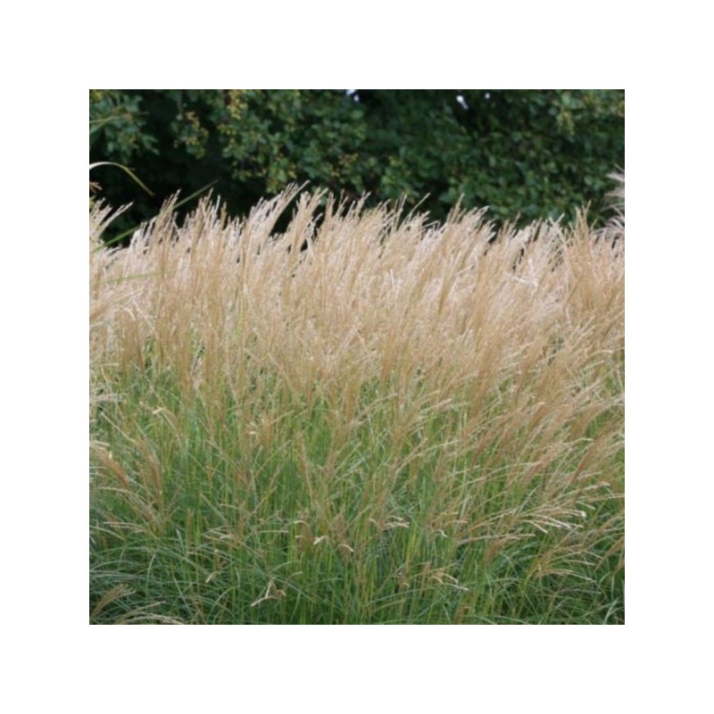 Miscanthus sinensis 'Yaku Jima'