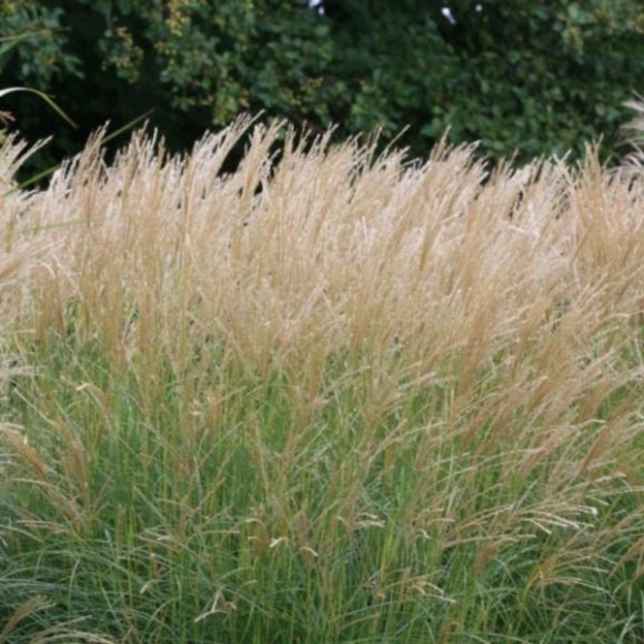 Miscanthus sinensis 'Yaku Jima'