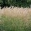Miscanthus sinensis 'Yaku Jima'