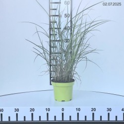 Miscanthus sinensis 'Yaku Jima'