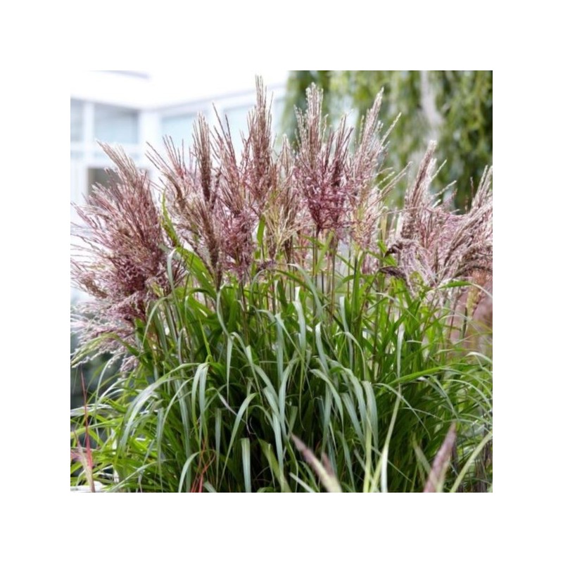 Miscanthus sinensis 'Volcano'