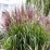 Miscanthus sinensis 'Volcano'