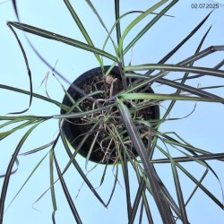 Miscanthus sinensis 'Volcano'