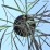 Miscanthus sinensis 'Volcano'