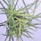 Miscanthus 'Purpurascens'