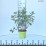 Hydrangea p. 'Limelight' PBR