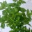 Hydrangea p. 'Limelight' PBR