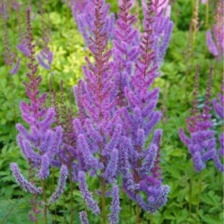 Astilbe chinensis 'Pumila'