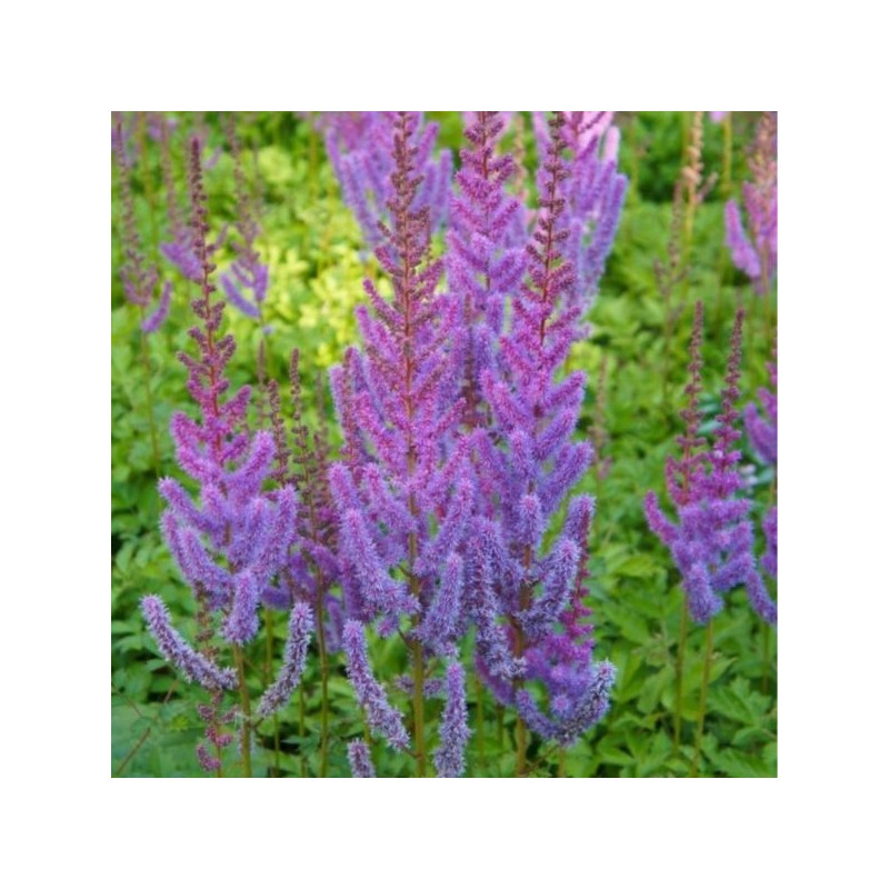 Astilbe chinensis 'Pumila'