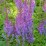 Astilbe chinensis 'Pumila'